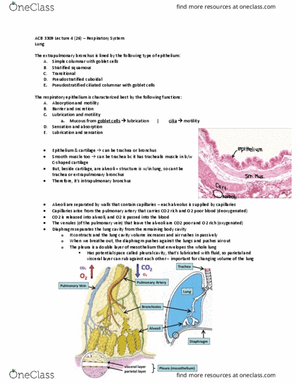 Anatomy and Cell Biology 3309 Lecture Notes - Lecture 4: Simple Squamous Epithelium, Epithelium, Respiratory Epithelium thumbnail