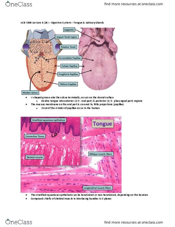 Anatomy and Cell Biology 3309 Lecture Notes - Lecture 6: Stratified Squamous Epithelium, Tongue, Skeletal Muscle thumbnail