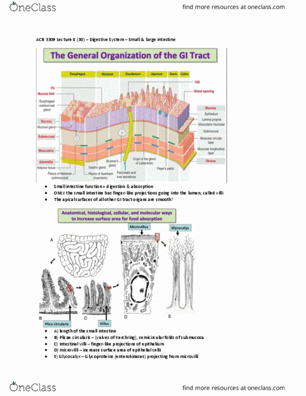 Anatomy and Cell Biology 3309 Lecture Notes - Lecture 8: Intestinal Villus, Glycocalyx, Microvillus thumbnail