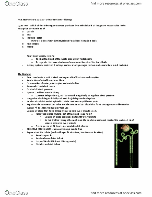 Anatomy and Cell Biology 3309 Lecture Notes - Lecture 10: Distal Convoluted Tubule, Proximal Tubule, Gastric Mucosa thumbnail