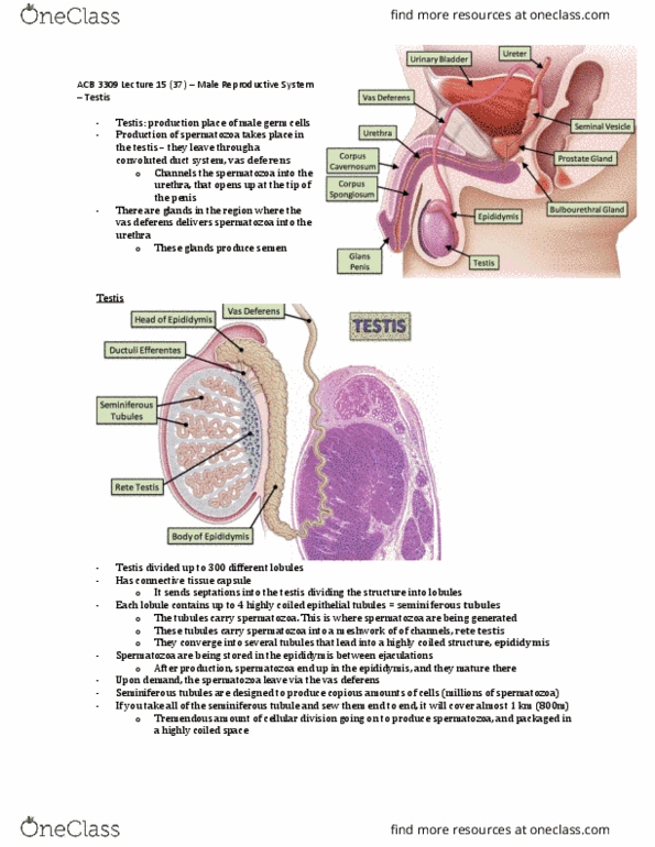 Anatomy and Cell Biology 3309 Lecture Notes - Lecture 15: Seminiferous Tubule, Vas Deferens, Rete Testis thumbnail