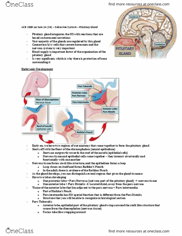 Anatomy and Cell Biology 3309 Lecture Notes - Lecture 14: Pars Intermedia, Cerebellum, Nervous Tissue thumbnail