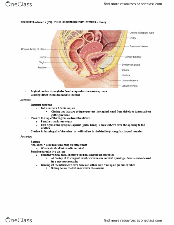 Anatomy and Cell Biology 3309 Lecture Notes - Lecture 17: Female Reproductive System, Labia Majora, Cervical Canal thumbnail