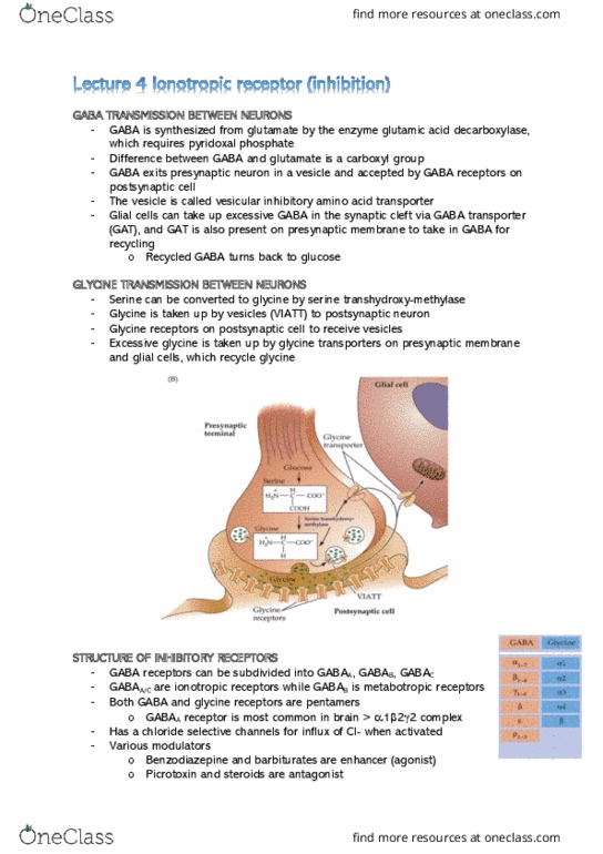 NEUR30002 Lecture Notes - Lecture 4: Pyridoxal Phosphate, Gaba Receptor, Gaba Transporter thumbnail