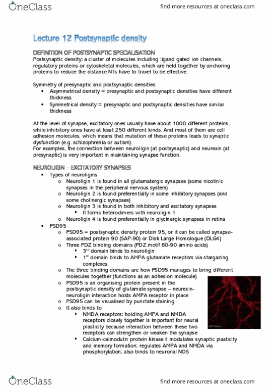 NEUR30002 Lecture Notes - Lecture 12: Postsynaptic Density, Neuroligin, Ampa Receptor thumbnail