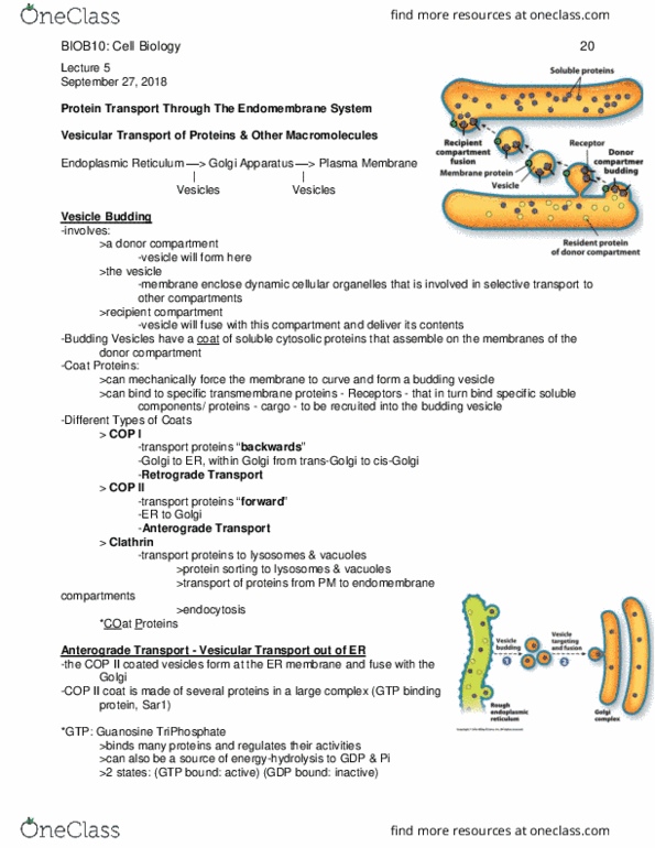 BIOB10H3 Lecture Notes - Lecture 5: Golgi Apparatus, Endomembrane System, Cell Membrane thumbnail