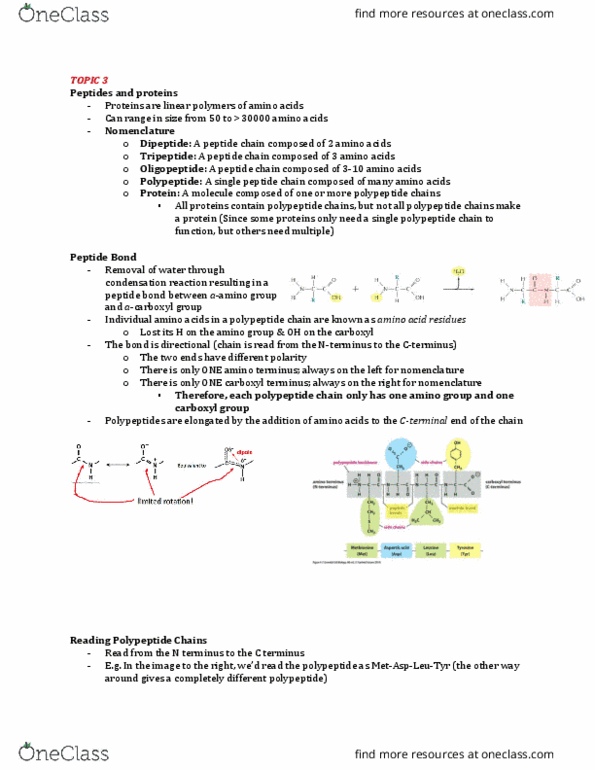 Biochemistry 2280A Lecture Notes - Lecture 3: C-Terminus, N-Terminus, Oligopeptide thumbnail