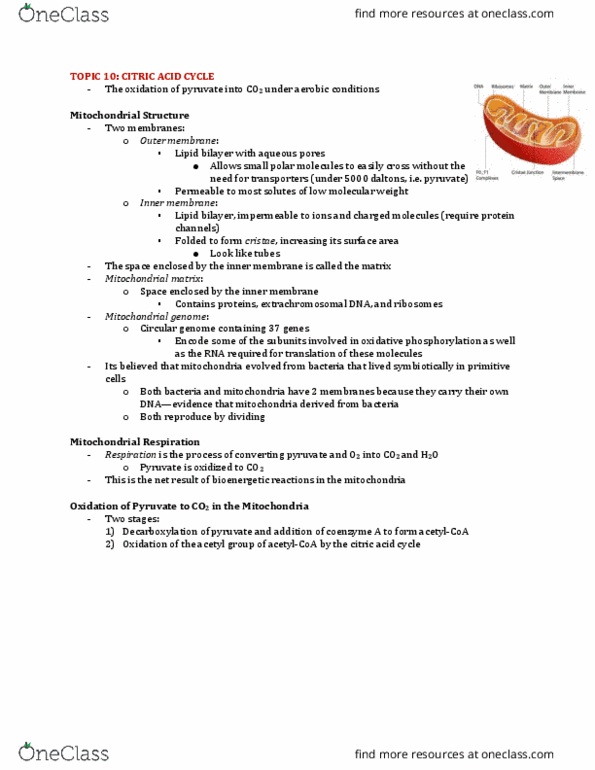 Biochemistry 2280A Lecture Notes - Lecture 10: Acetyl-Coa, Mitochondrial Matrix, Lipid Bilayer thumbnail