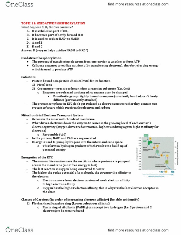 Biochemistry 2280A Lecture Notes - Lecture 11: Electron Affinity, Electron Transport Chain, Reduction Potential thumbnail