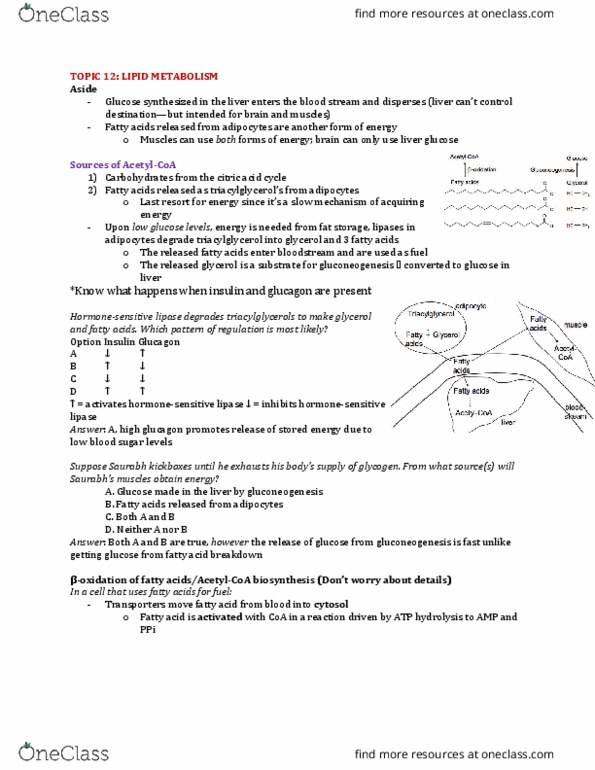 Biochemistry 2280A Lecture Notes - Lecture 12: Acetyl-Coa, Triglyceride, Atp Hydrolysis thumbnail