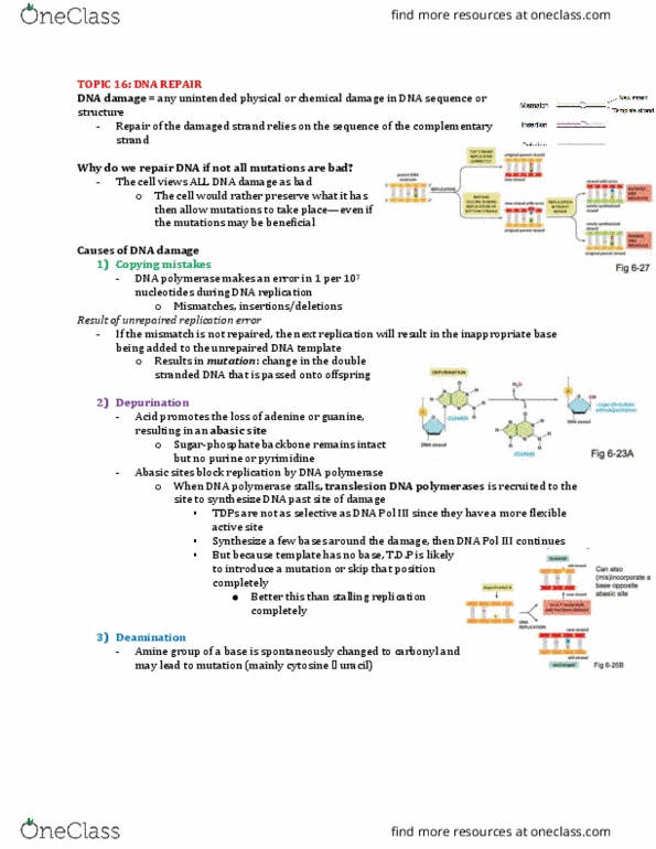 Biochemistry 2280A Lecture Notes - Lecture 16: Dna Polymerase Iii Holoenzyme, Dna Mismatch Repair, Ap Site thumbnail