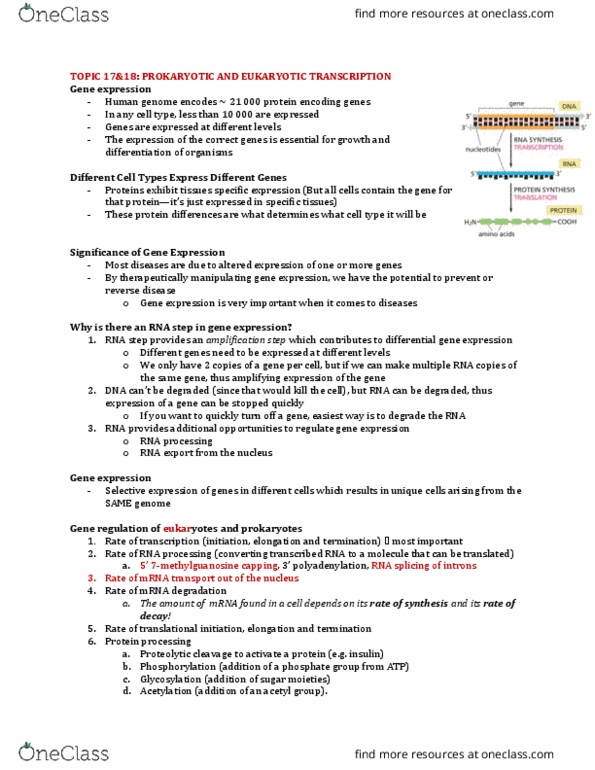 Biochemistry 2280A Lecture Notes - Lecture 17: Rna Splicing, Gene Expression, Polyadenylation thumbnail