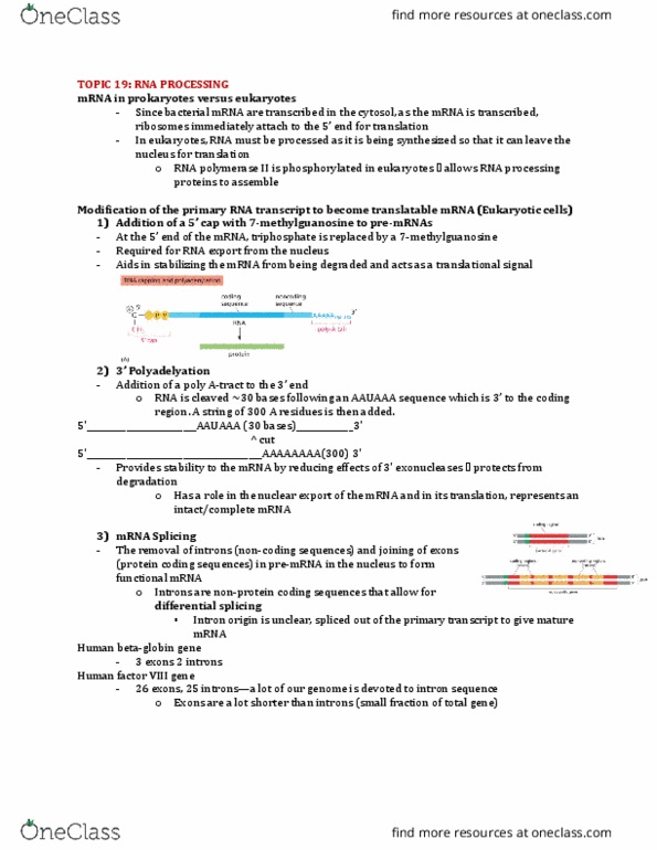 Biochemistry 2280A Lecture Notes - Lecture 19: Interferon Alfa-2B, Intron, Exon thumbnail