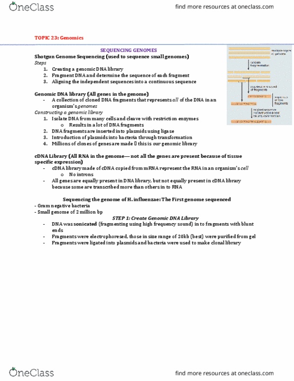 Biochemistry 2280A Lecture Notes - Lecture 23: Genomic Library, Sequence Alignment, Plasmid thumbnail