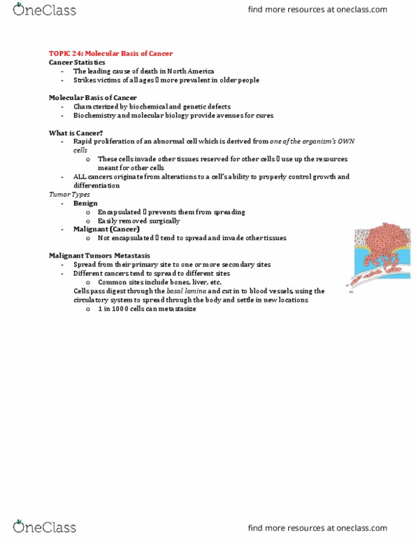 Biochemistry 2280A Lecture Notes - Lecture 24: Basal Lamina, Malignancy, Metastasis thumbnail