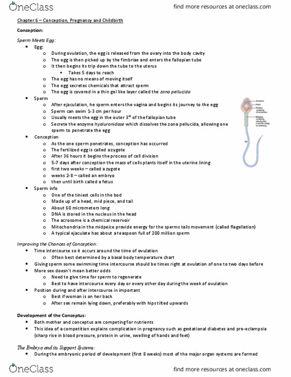 Psychology 2075 Lecture Notes - Lecture 6: Zona Pellucida, Fallopian Tube, Basal Body Temperature thumbnail