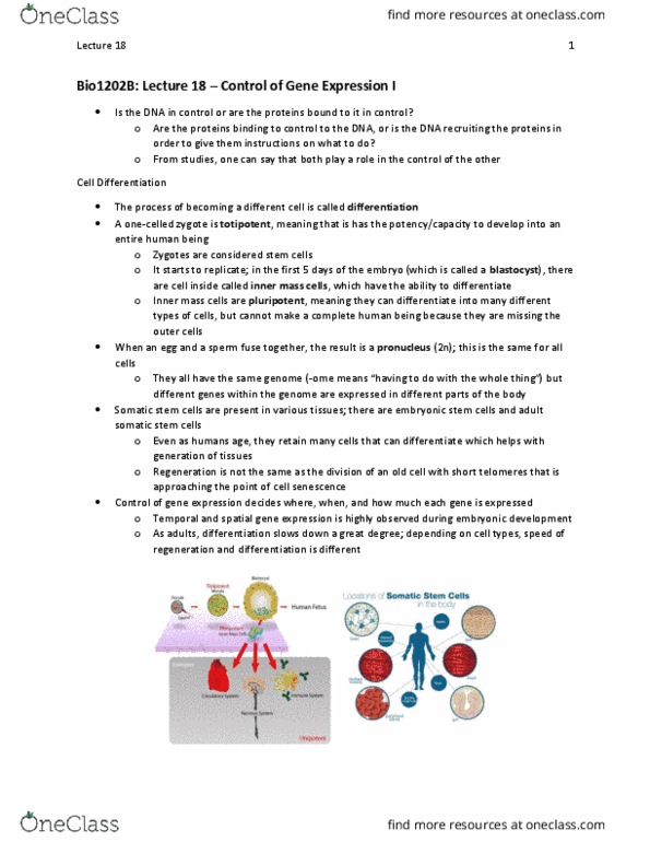 Biology 1202B Lecture Notes - Lecture 18: Embryonic Stem Cell, Pronucleus, Blastocyst thumbnail