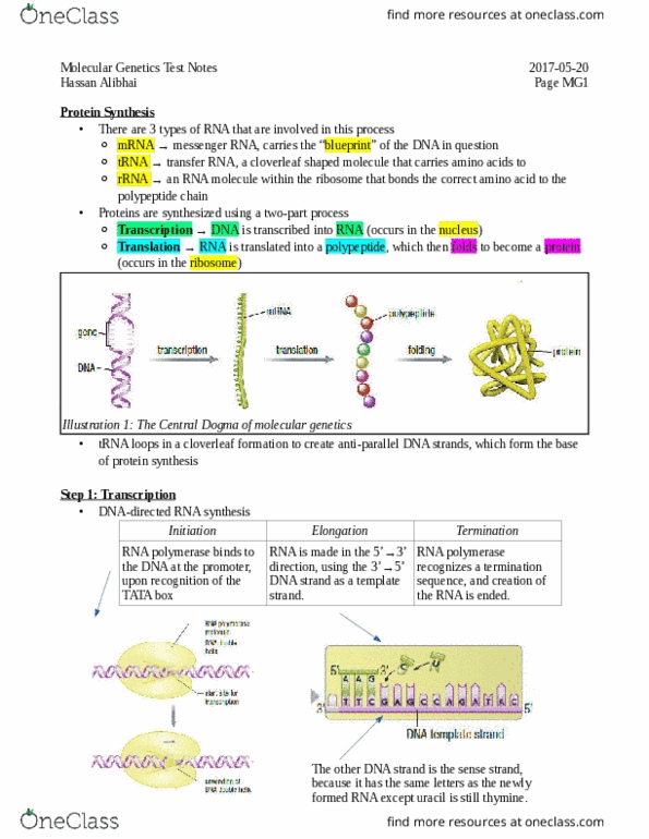 BIOA11H3 Lecture Notes - Lecture 6: Molecular Genetics, Uracil, Peptide thumbnail