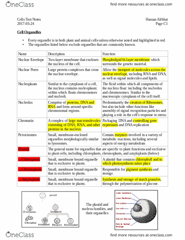 BIOA11H3 Lecture Notes - Lecture 4: Nuclear Membrane, Amyloplast, Nucleoplasm thumbnail