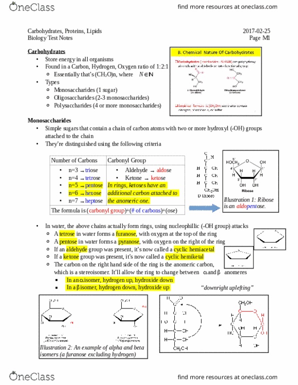 BIOA11H3 Lecture Notes - Lecture 2: Anomer, Furanose, Heptose thumbnail