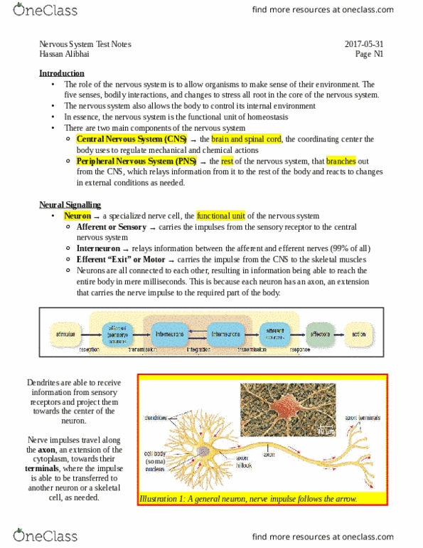 BIOA11H3 Lecture Notes - Lecture 10: Peripheral Nervous System, Central Nervous System, Sensory Neuron thumbnail