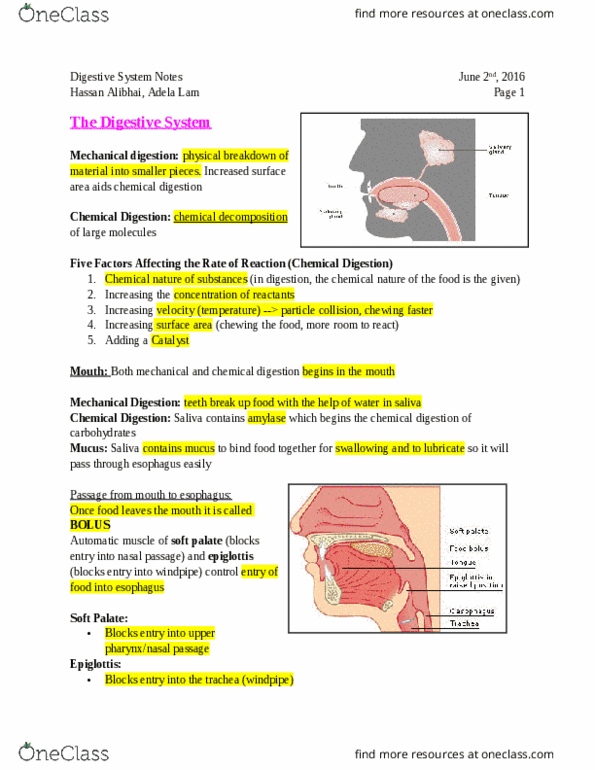 BIOA11H3 Chapter Notes - Chapter Additional Reading: Soft Palate, Chemical Decomposition, Epiglottis thumbnail