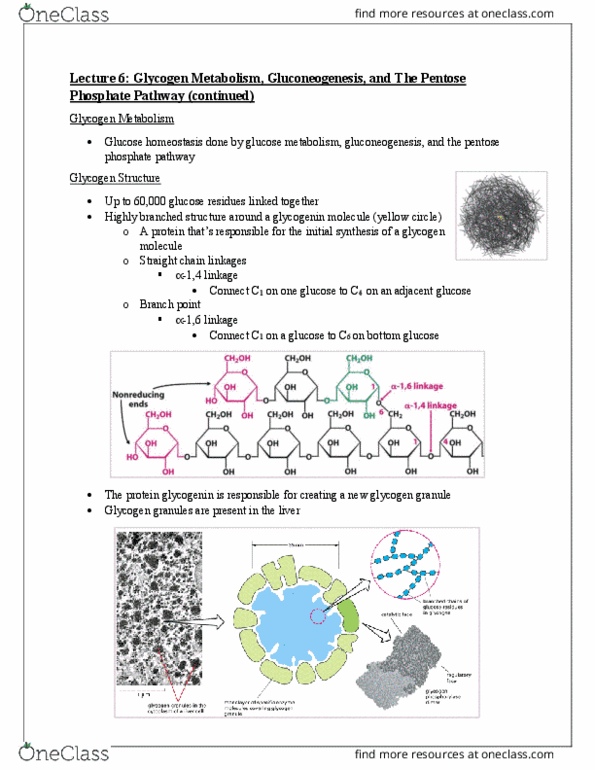 BIOC13H3 Lecture Notes - Lecture 6: Glycogenin, Pentose, Gluconeogenesis thumbnail