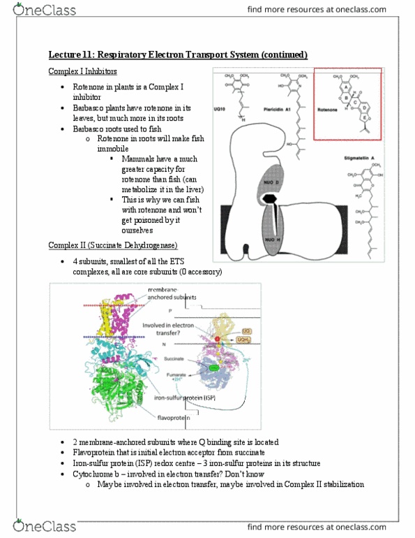 BIOC13H3 Lecture Notes - Lecture 11: Rotenone, Flavoprotein, Succinic Acid thumbnail