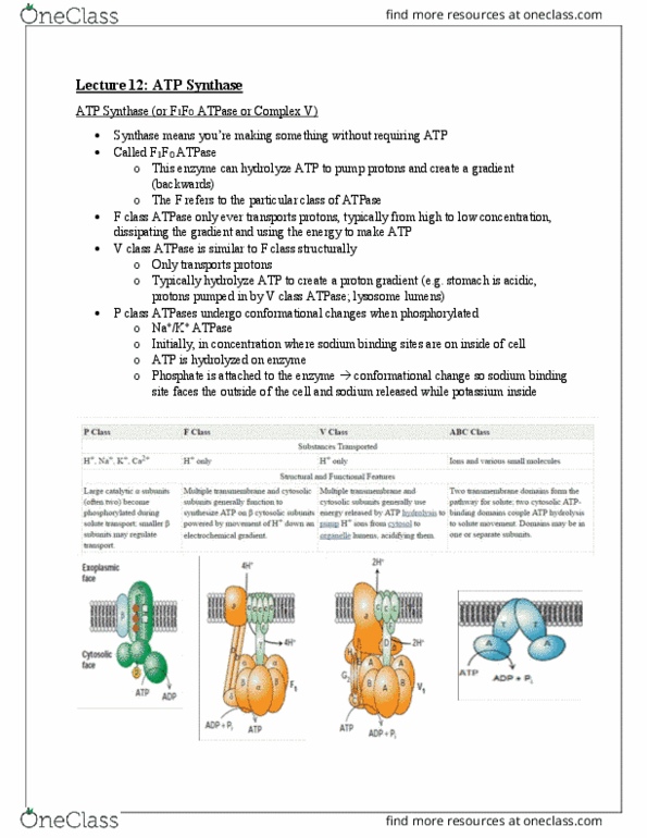 BIOC13H3 Lecture Notes - Lecture 12: Atp Synthase, Protonation, Lysosome thumbnail