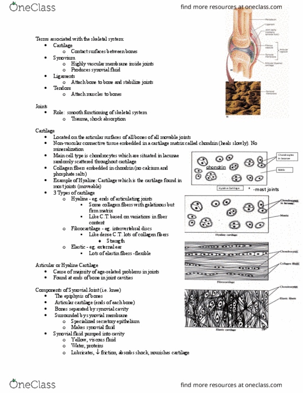 BIOL355 Lecture 30: Terms associated with the skeletal system thumbnail