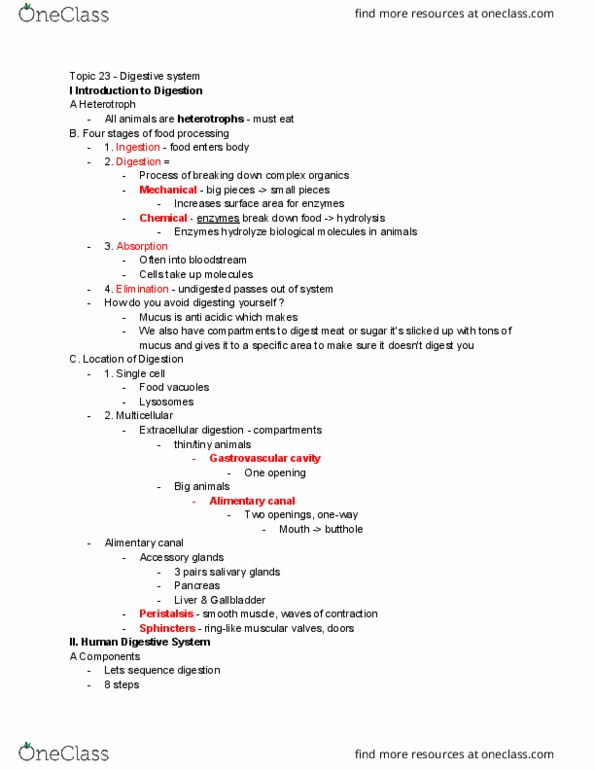 01:119:116 Lecture Notes - Lecture 23: Gastrointestinal Tract, Gastrovascular Cavity, Salivary Gland thumbnail