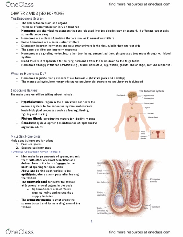 PSY354H5 Chapter Notes - Chapter 3: Spermatic Cord, Epididymis, Ejaculation thumbnail