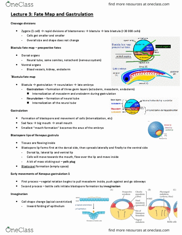 CSB328H1 Lecture Notes - Lecture 3: Fate Mapping, Neural Tube, Blastula thumbnail