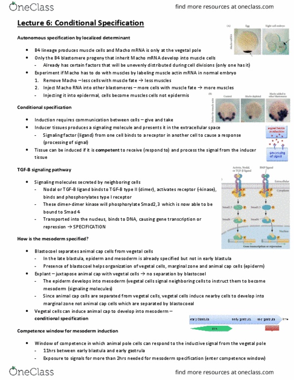 CSB328H1 Lecture Notes - Lecture 6: Transforming Growth Factor Beta, Marginal Zone, Blastocoel thumbnail