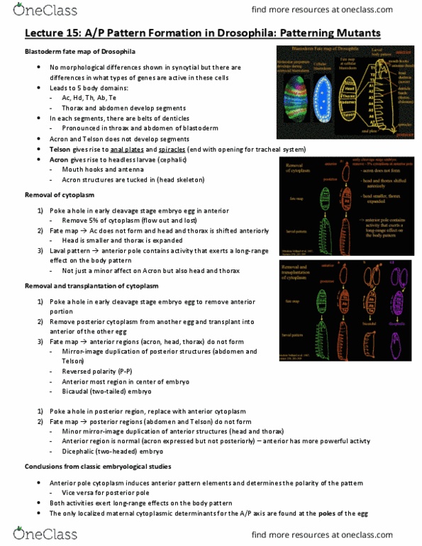 CSB328H1 Lecture Notes - Lecture 15: Prostomium, Fate Mapping, Human Embryogenesis thumbnail