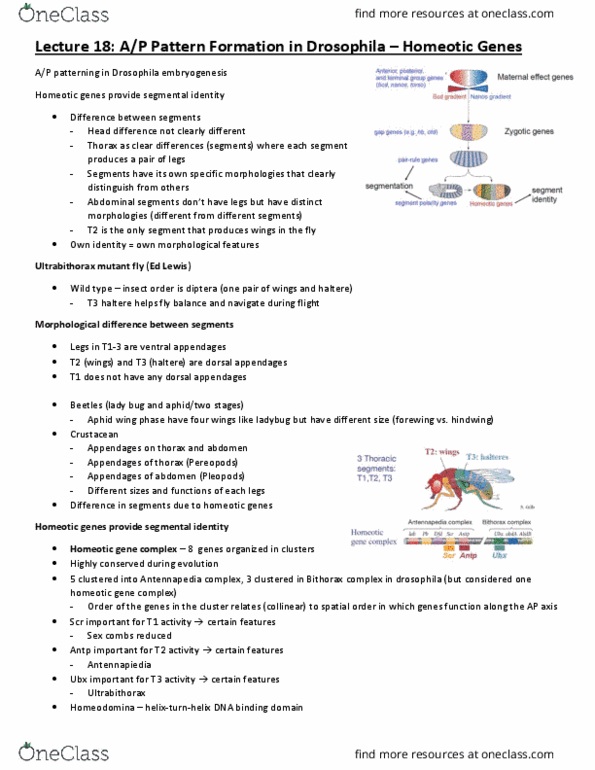 CSB328H1 Lecture Notes - Lecture 18: Homeotic Gene, Drosophila Embryogenesis, Dna-Binding Domain thumbnail