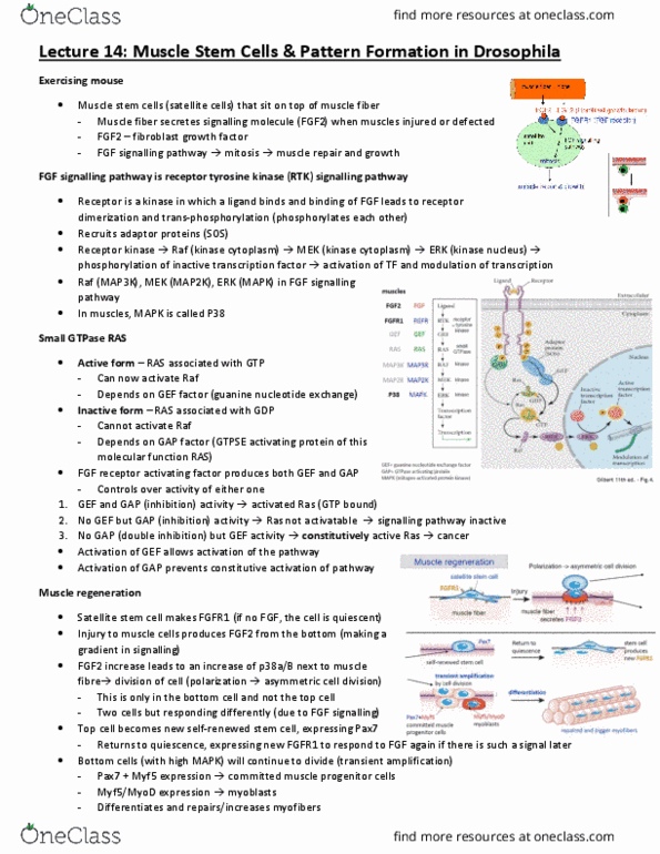 CSB328H1 Lecture Notes - Lecture 14: Basic Fibroblast Growth Factor, Asymmetric Cell Division, Pax7 thumbnail