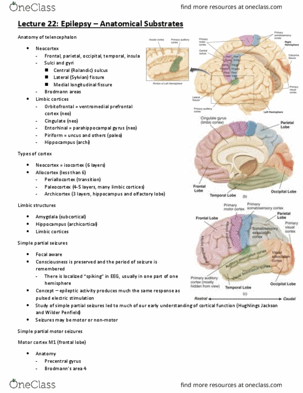 PCL475Y1 Lecture Notes - Lecture 22: Ventromedial Prefrontal Cortex, Medial Longitudinal Fissure, Lateral Sulcus thumbnail
