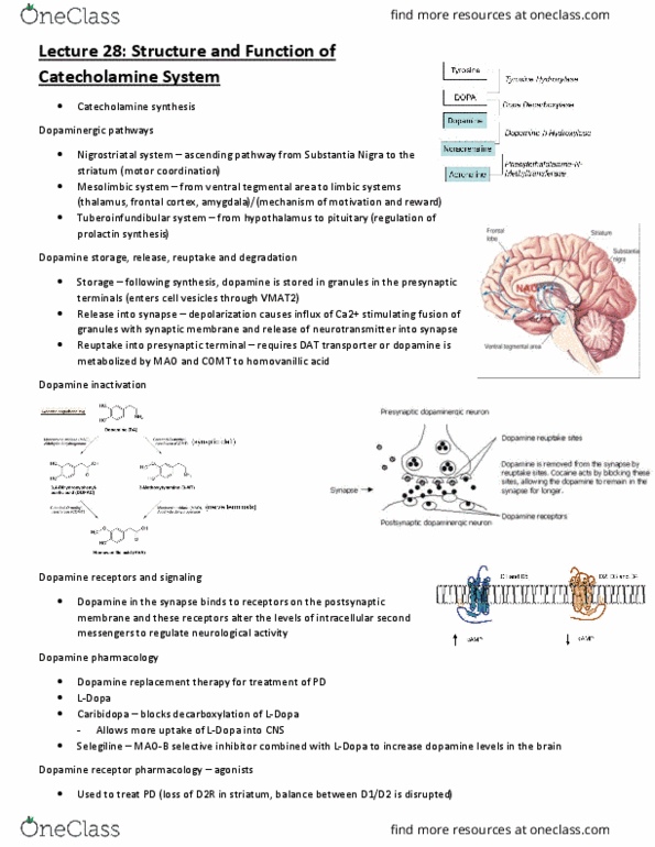 PCL475Y1 Lecture Notes - Lecture 28: Dopamine Receptor, Dopaminergic Pathways, Chemical Synapse thumbnail