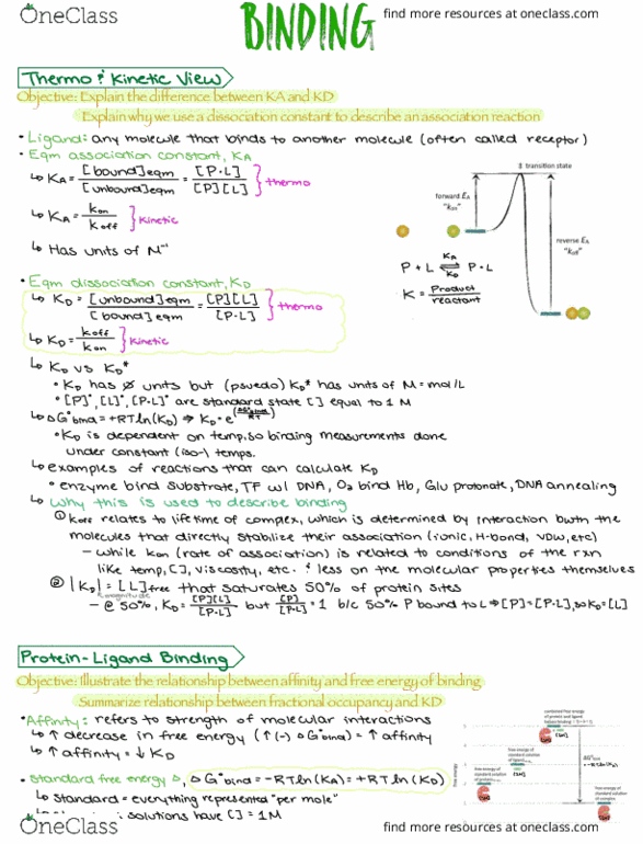 BCH 3125 Lecture Notes - Lecture 3: Scatchard Equation thumbnail