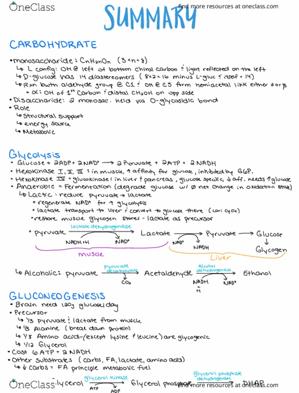 BCH 3120 Lecture Notes - Lecture 4: Hexokinase, Glucokinase, Hemiacetal thumbnail