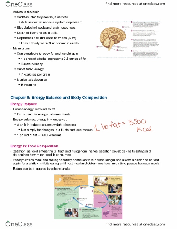 HSS 2342 Lecture Notes - Lecture 9: Abdominal Obesity, Energy Economics, B Vitamins thumbnail