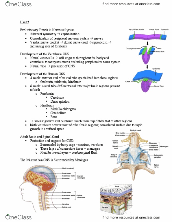 BIOL373 Lecture Notes - Lecture 3: Ventral Nerve Cord, Dorsal Nerve Cord, Medulla Oblongata thumbnail