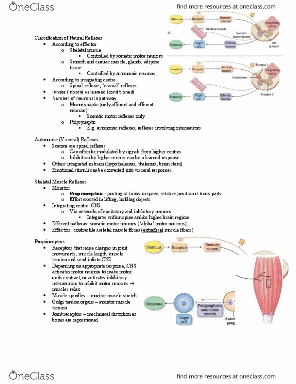 BIOL373 Lecture Notes - Lecture 7: Golgi Tendon Organ, Alpha Motor Neuron, Efferent Nerve Fiber thumbnail