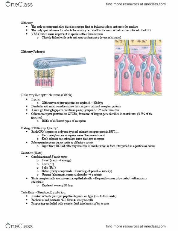 BIOL373 Lecture Notes - Lecture 8: Cribriform Plate, Olfactory Receptor, Taste Receptor thumbnail