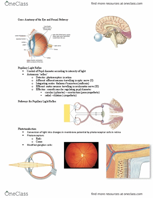 BIOL373 Lecture Notes - Lecture 10: Pupillary Light Reflex, Optic Nerve, Oculomotor Nerve thumbnail