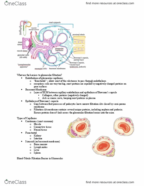 BIOL373 Lecture Notes - Lecture 12: Renal Function, Podocyte, Bone Marrow thumbnail
