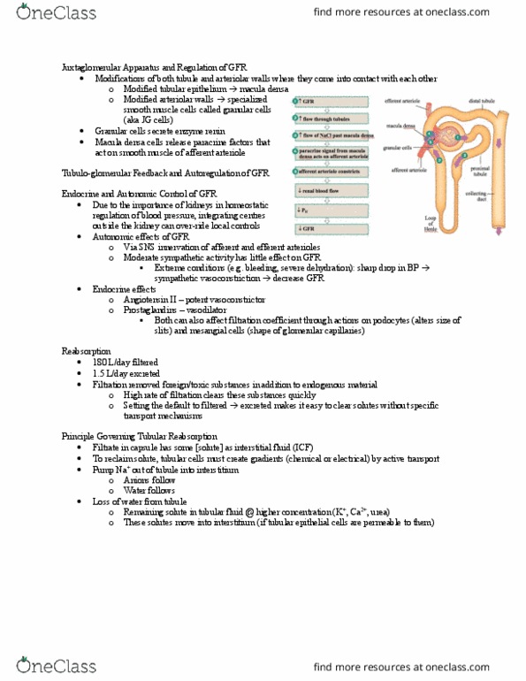 BIOL373 Lecture Notes - Lecture 13: Macula Densa, Afferent Arterioles, Tubular Fluid thumbnail