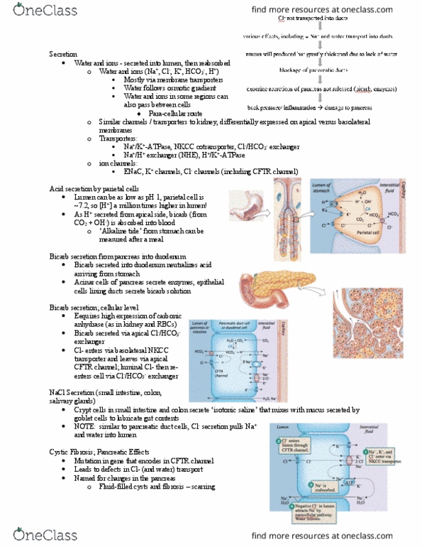 BIOL373 Lecture Notes - Lecture 21: Cystic Fibrosis, Pancreatic Duct, Centroacinar Cell thumbnail