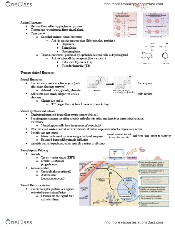BIOL373 Lecture Notes - Lecture 19: Endoplasmic Reticulum, Steroid Hormone Receptor, Thyroid thumbnail